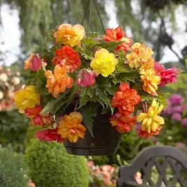 begonia-zwisajaca-pelna-golden-balcony-1-szt-cebulki-cebule-kwiaty