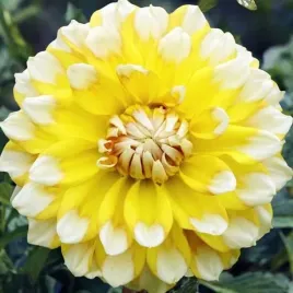 dalia-dekoracyjna-seattle-1-szt-karpa-sadzonka-sadzonki