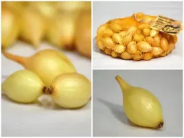 cebula-dymka-stuttgarter-riesen-1-kg-smaczna