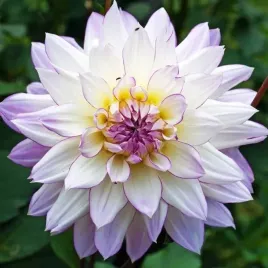 dalia-dekoracyjna-crazy-love-1-szt-karpa-sadzonka-sadzonki