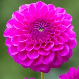 dalia-pomponowa-cryfield-harmony-1-szt-karpa-sadzonka-sadzonki