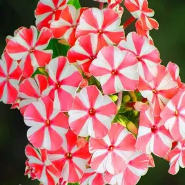 phlox-flox-plomyk-peppermint-twist-1-szt-bylina-sadzonka-sadzonki