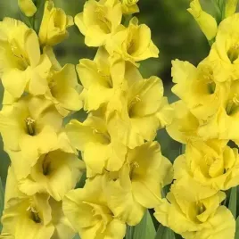 gladiolus-mieczyk-yellowa-5-szt-12-14-cebule-cebulki