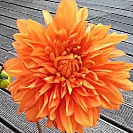 dalia-dekoracyjna-orange-sunrise-rozm-ii-1-szt-karpa-sadzonka-sadzonki