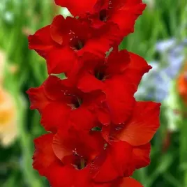 gladiolus-mieczyk-costello-cebule-cebulki-kwiatowe-5-szt-12-14