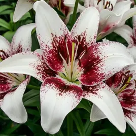 lilia-azjatycka-dwukolorowa-tribal-kiss-1-szt-cebule-cebulki-lilii-lilie