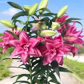 lilia-pelna-roselily-esra-1-szt-cebulki-cebule-lilii-lilie