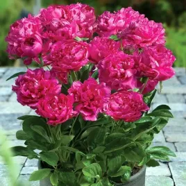 paeonia-piwonia-doniczkowa-patio-london-1-szt-sadzonka-sadzonki