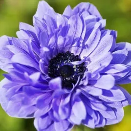 anemon-zawilec-st-brigid-lord-lieutenant-10-szt-cebulki-cebule-kwiaty