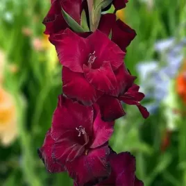 gladiolus-mieczyk-mahler-cebule-cebulki-kwiatowe-5-szt-12-14