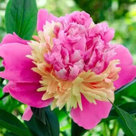 paeonia-piwonia-chinska-sorbet-1-szt-sadzonka-sadzonki