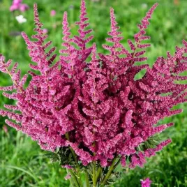 astilbe-tawulka-arendsa-loud-and-proud-1-szt-bylina-sadzonka-sadzonki