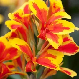 kanna-canna-paciorecznik-queen-charlotte-1-szt-bylina-sadzonka-sadzonki