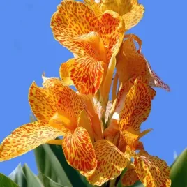kanna-canna-pfitzer-s-primrose-yellow-1-szt-bylina-sadzonka-sadzonki