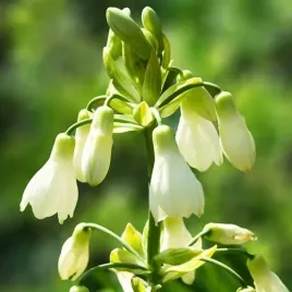 galtonia-candicans-bialawa-1-szt-cebulki-cebule-kwiaty