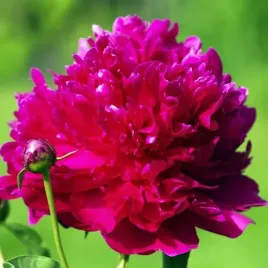 paeonia-piwonia-chinska-jadwiga-1-szt-sadzonka-sadzonki