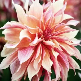 dalia-dekoracyjna-labyrinth-1-szt-karpa-sadzonka-sadzonki