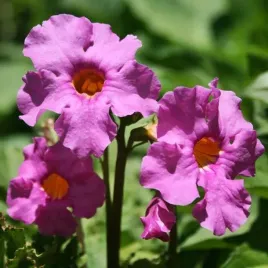 incarvillea-inkarwilla-delavaya-rozowa-1-szt-bylina-sadzonka-sadzonki