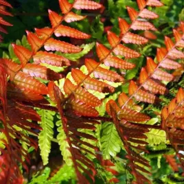 paproc-wietlica-brillance-autumn-1-szt-bylina-sadzonka-sadzonki