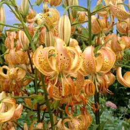 lilia-martagon-zlotoglow-peppard-gold-1-szt-cebule-cebulki-lilii-lilie