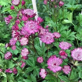 astrantia-jarzmianka-dark-shiny-eyes-1-szt-bylina-sadzonka-sadzonki
