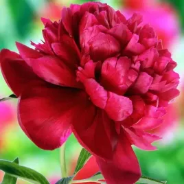 paeonia-piwonia-majowa-lekarska-rubra-plena-1-szt-sadzonka-sadzonki