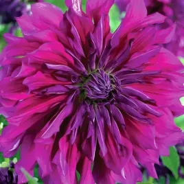 dalia-talerzowa-purple-taiheijo-1-szt-karpa-sadzonka-sadzonki