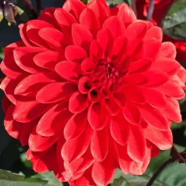 dalia-dekoracyjna-red-cap-1-szt-karpa-sadzonka-sadzonki