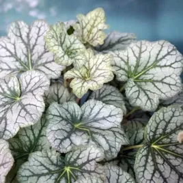 heuchera-zurawka-venus-1-szt-bylina-sadzonka-sadzonki