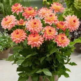 dalia-doniczkowa-melody-dora-1-szt-karpa-sadzonka-sadzonki