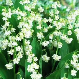 convallaria-prolificans-konwalia-pelna-biala-1-szt-bylina-sadzonka-sadzonk