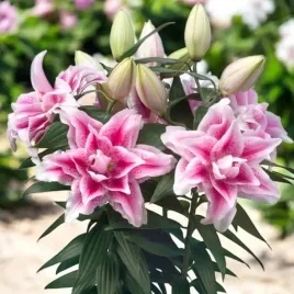 lilia-pelna-roselily-nowa-1-szt-cebulki-cebule-lilii-lilie