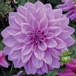 dalia-dekoracyjna-lilac-time-1-szt-karpa-sadzonka-sadzonki