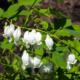 dicentra-alba-serduszka-okazala-biala-1-szt-bylina-sadzonka-sadzonki