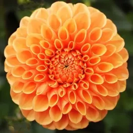 dalia-pomponowa-sylvia-1-szt-karpa-sadzonka-sadzonki