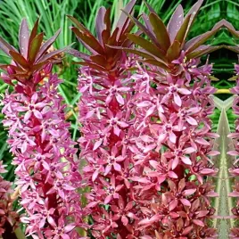 eucomis-comosa-eukomis-lilia-ananasowa-1-szt-cebulki-cebule-kwiaty