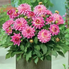 dalia-karlowa-melody-lizza-1-szt-karpa-sadzonka-sadzonki