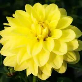 dalia-karlowa-gallery-cezanne-1-szt-karpa-sadzonka-sadzonki