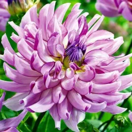 dalia-kaktusowa-savanna-rose-1-szt-karpa-sadzonka-sadzonki