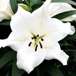 lilia-drzewiasta-villa-blanca-1-szt-cebule-cebulki-lilii-lilie