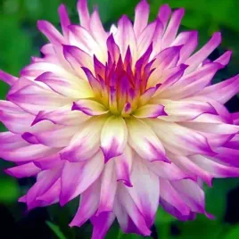 dalia-dekoracyjna-ferncliff-illusion-1-szt-karpa-sadzonka-sadzonki