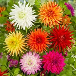 dalia-kaktusowa-mieszanka-mix-5-szt-karpa-sadzonka-sadzonki