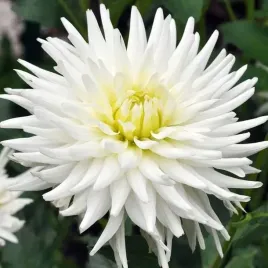 dalia-kaktusowa-playa-blanca-1-szt-karpa-sadzonka-sadzonki