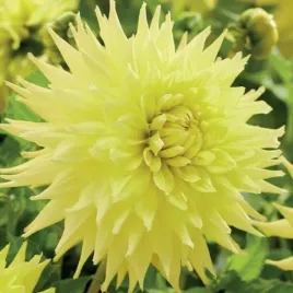 dalia-kaktusowa-trooper-dan-1-szt-karpa-sadzonka-sadzonki