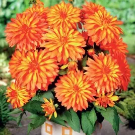 dalia-karlowa-melody-swing-1-szt-karpa-sadzonka-sadzonki