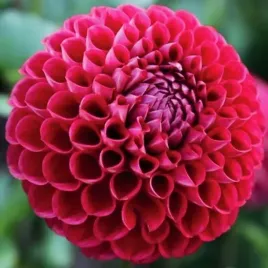 dalia-pomponowa-cornel-1-szt-karpa-sadzonka-sadzonki