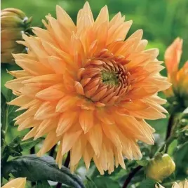 dalia-dekoracyjna-noordwijk-glorie-1-szt-karpa-sadzonka-sadzonki