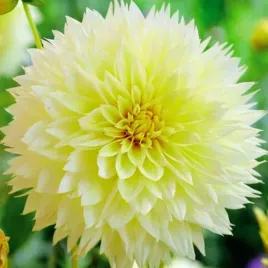 dalia-dekoracyjna-canary-fubuki-1-szt-karpa-sadzonka-sadzonki