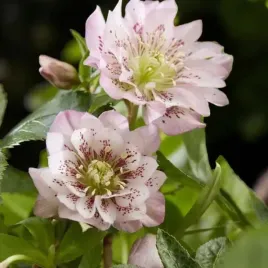 helleborus-ciemiernik-double-ellen-pink-1-szt-bylina-sadzonka-sadzonki