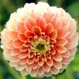 dalia-pomponowa-sweet-suzanne-1-szt-karpa-sadzonka-sadzonki